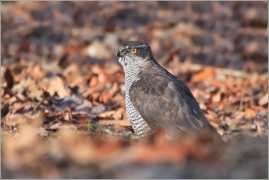 <p>JESTŘÁB LESNÍ (Accipiter gentilis) pták v LP</p>